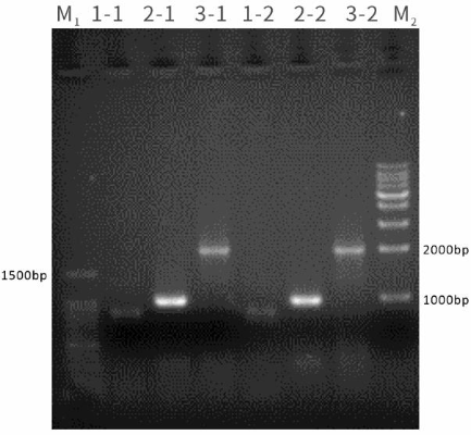 图2 使用2×Taq PCR Mix（without Dye）、2×Taq PCR Mix(Dye)扩增不同模板的目的片段，均能实现目的片段的扩增。