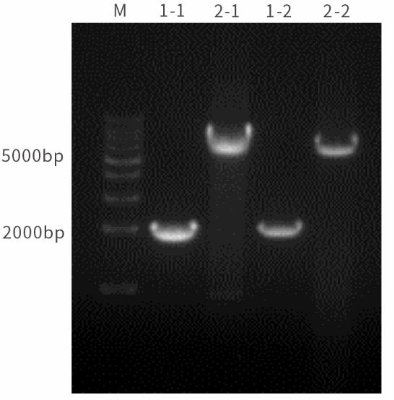 图3 以0.2 Kb的λDNA和0.5Kb质粒为模板，在一致条件下，我司的2× Pfu PCR Mix 扩增产物量明显高于市场典型产品。