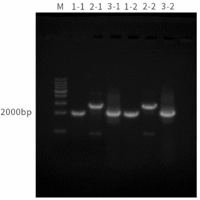 图4 使用2×Pfu PCR Mix（without Dye）、2×Pfu PCR Mix(Dye)扩增不同模板的目的片段，均能实现目的片段的扩增。