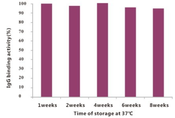 图3 Protein A Matrix磁珠稳定性测试。将磁珠置于37℃环境下连续测试8周，其抗体结合效率无明显衰减，表明了该磁珠具有较好的稳定性。