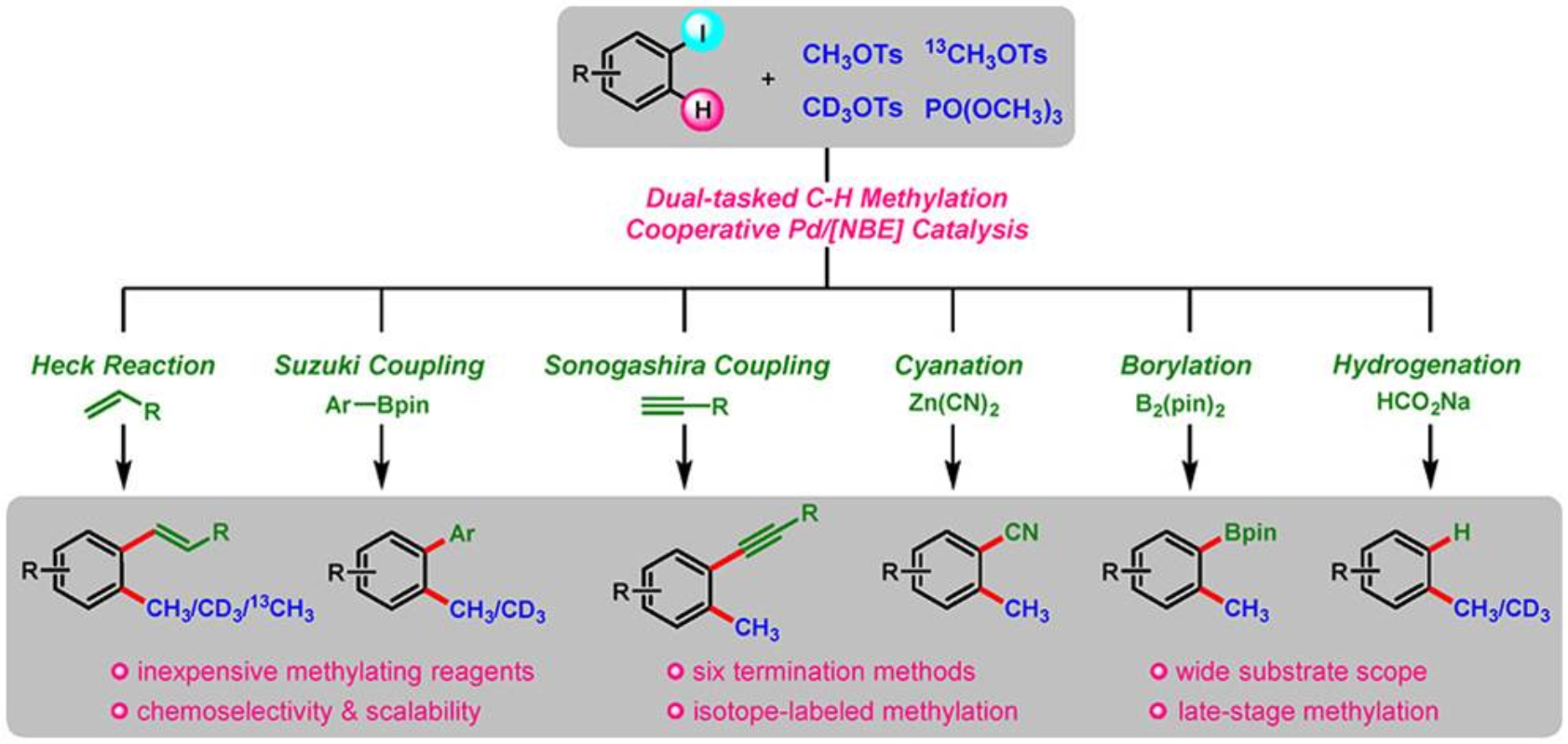 图1 基于Pd/ NBE协同催化的甲基化策略制备甲基化芳烃<sup>[1]</sup>
