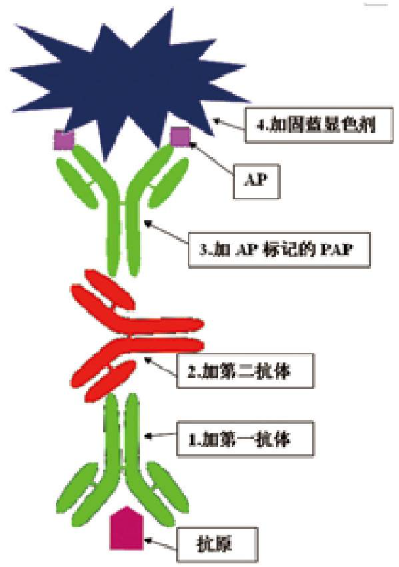 图1 APAAP法示意图