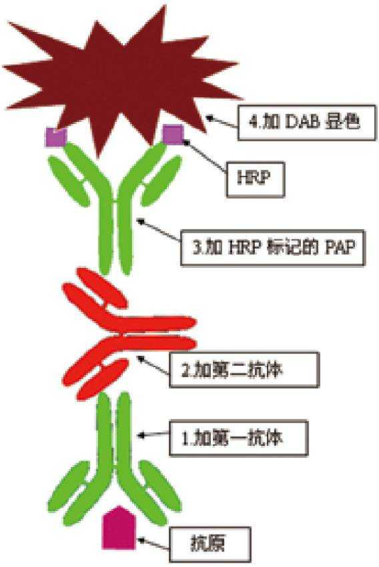 图1 PAP法示意图