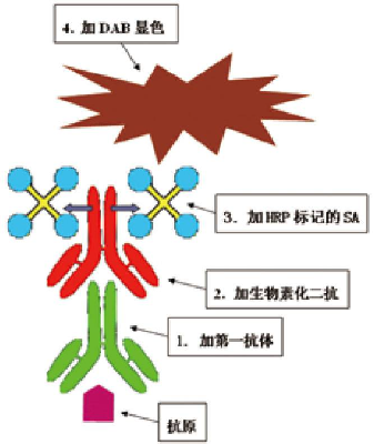 图1 LSAB（SP）法示意图