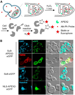 图1 APEX Labeling of Yeast Subcellular Proteome<sup>[2]</sup><br>