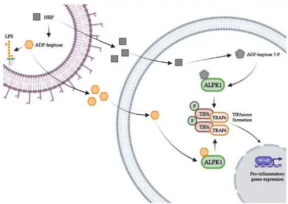 图1 ADP-heptose和HBP激活宿主免疫反应的机制<sup>[1]</sup>