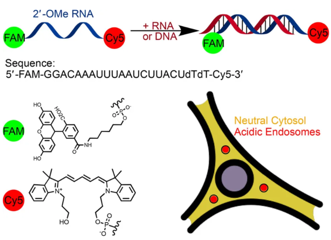 图1 比率探针设计实现寡核苷酸可视化和局部pH测量<sup>[1]</sup>