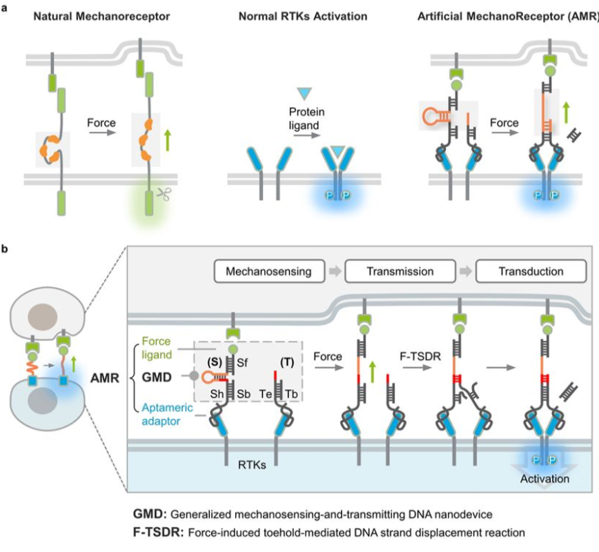 图1 人工机械受体(AMR) 示意图<sup>[1]</sup>