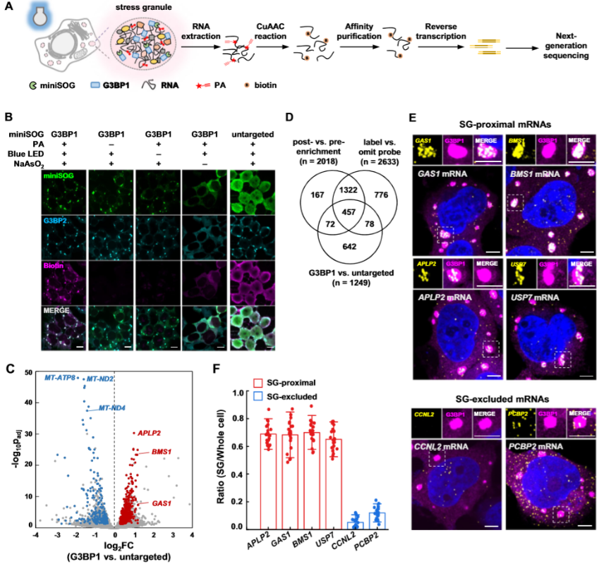 图1 使用光催化邻近标记技术（CAP-seq）构建应激颗粒转录组<sup>[1]</sup>