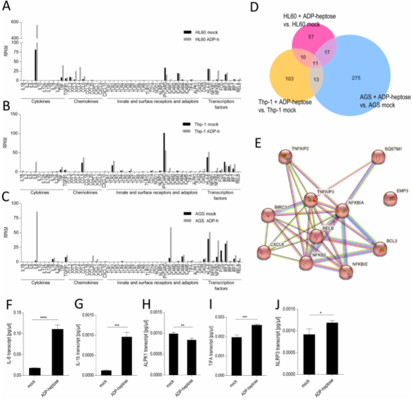 图1 ADP-庚糖对中性粒细胞样HL-60细胞的全转录组分析(RNA-seq)<sup>[1]</sup>