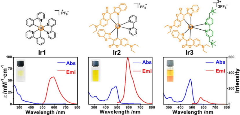 图1 三种Ir<sup>III</sup>配合物在室温下的UV/Vis吸收光谱（PBS）和发射光谱（CH<sub>2</sub>Cl<sub>2</sub>）</b><sup>[1]</sup><br>激发波长：465 nm，插图是三者在水和正辛醇中分布情况