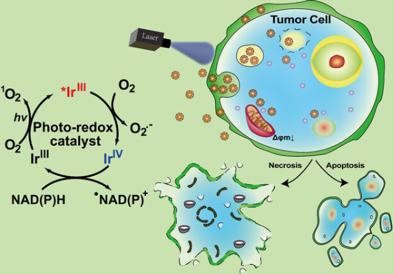图2 Ir<sup>III</sup>光催化剂诱导的NADPH光氧化和癌细胞凋亡机制示意图