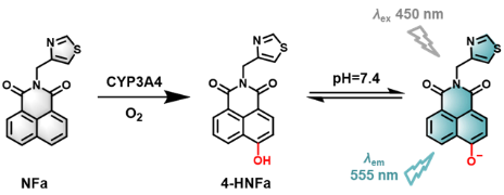 图1 NFa反应机理图