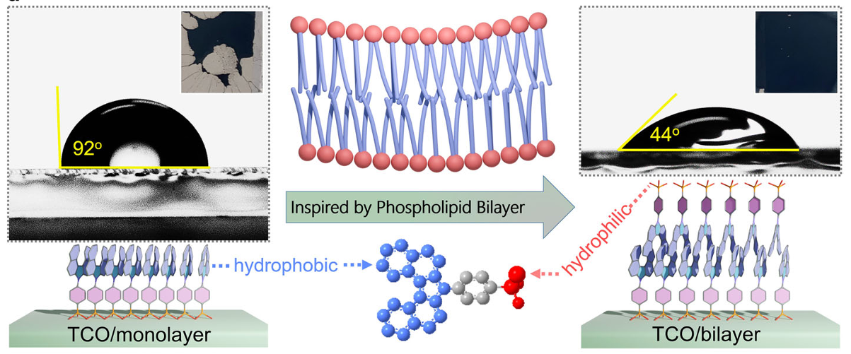 图5 Bz-PhpPACz仿生双层结构示意图及其增强的亲水性：单层与双层的水接触角分别为92°和44°(1)
