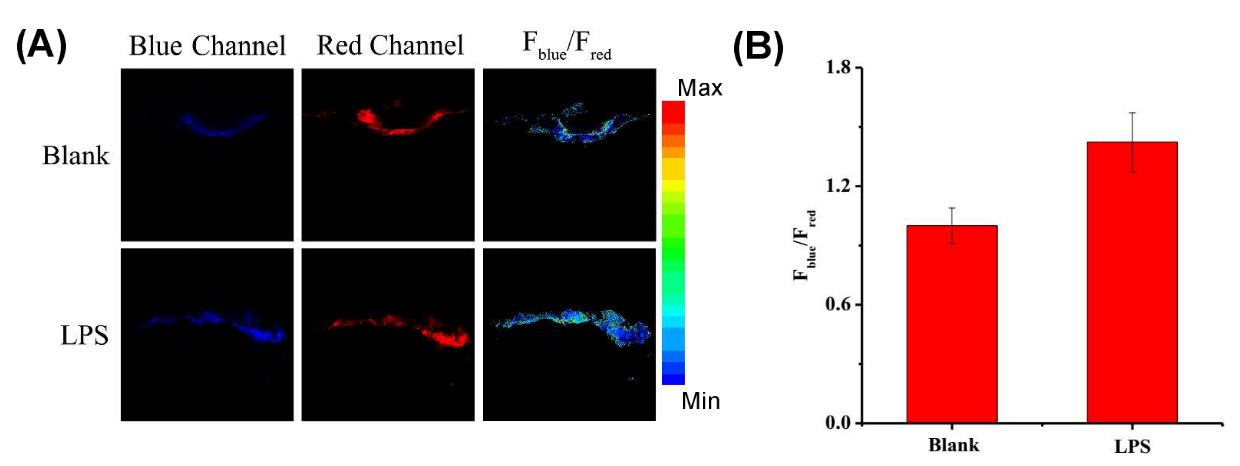 图1 通过MITO-CC检测炎症活体小鼠中LPS诱导的ONOO⁻生成的双光子显微镜荧光成像图。(A) MITO-CC在麻醉小鼠正常腿部与炎症腿部的荧光成像图;(B) (A) 中对应区域的平均荧光强度比值(F₄₆₀₋₅₀₀/F₆₀₅₋₆₈₀)